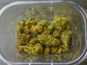 cannabis dispensary business