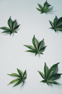 marijuana research bill